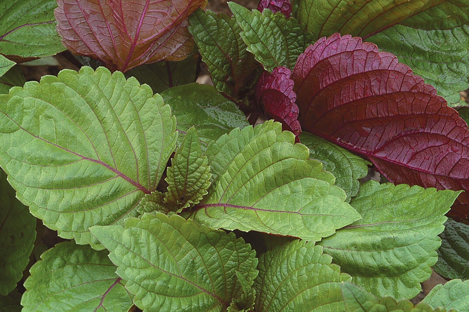 Các vị thuốc cổ truyền trị viêm mũi dị ứng