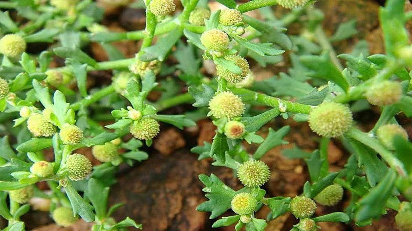 Các vị thuốc cổ truyền trị viêm mũi dị ứng