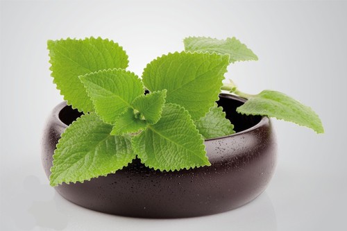 Các vị thuốc cổ truyền trị viêm mũi dị ứng