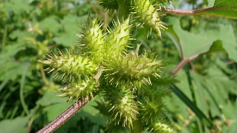 Các vị thuốc cổ truyền trị viêm mũi dị ứng