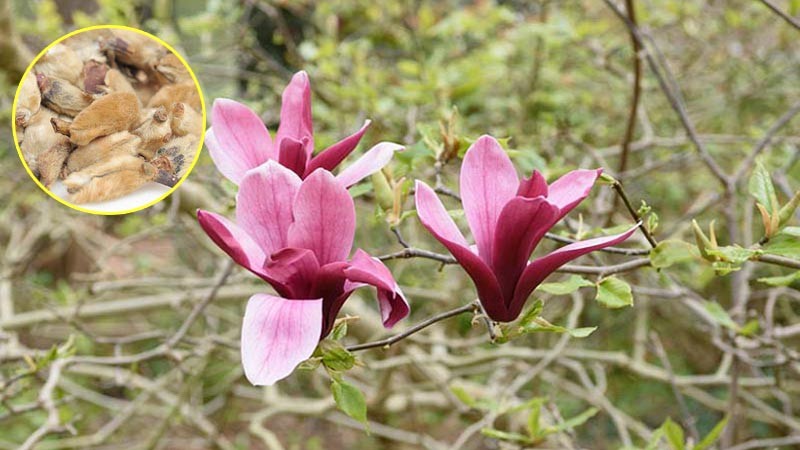 Các vị thuốc cổ truyền trị viêm mũi dị ứng