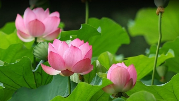 Dự báo thời tiết ngày 20/10/2025: Mưa rào và dông vài nơi