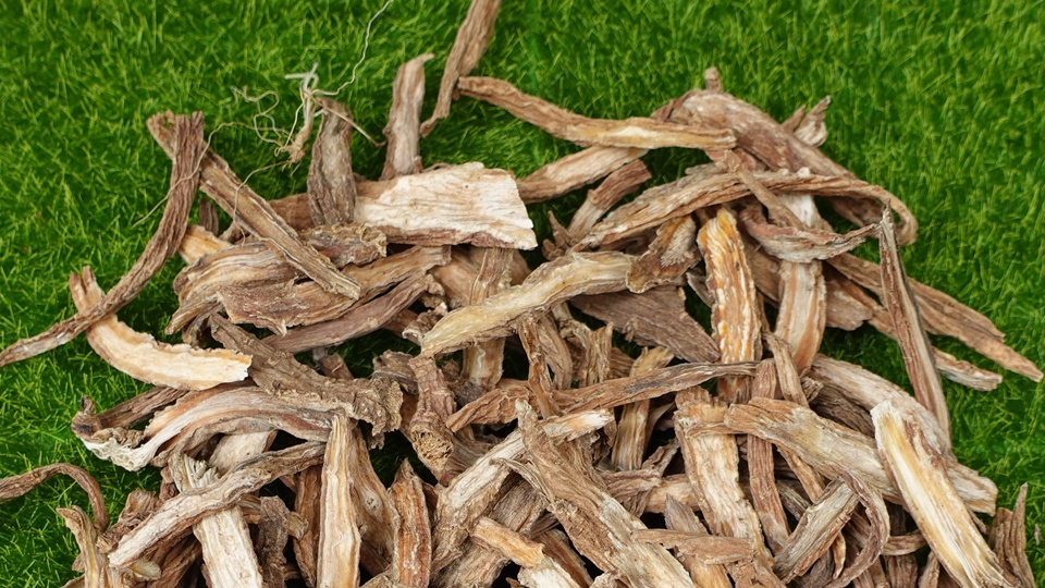 Tục đoạn có tác dụng gì? Một số bài thuốc chữa bệnh với tục đoạn - Nhà  thuốc FPT Long Châu