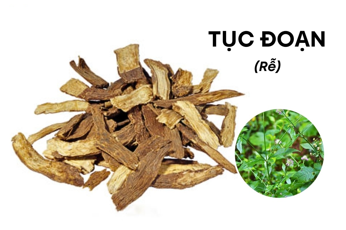 Tục đoạn: Vị thuốc quý trong Đông Y chữa đau nhức gân xương