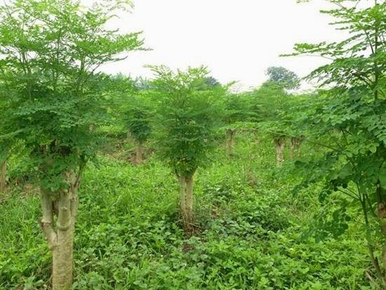 Trà chùm ngây Trà chùm ngây