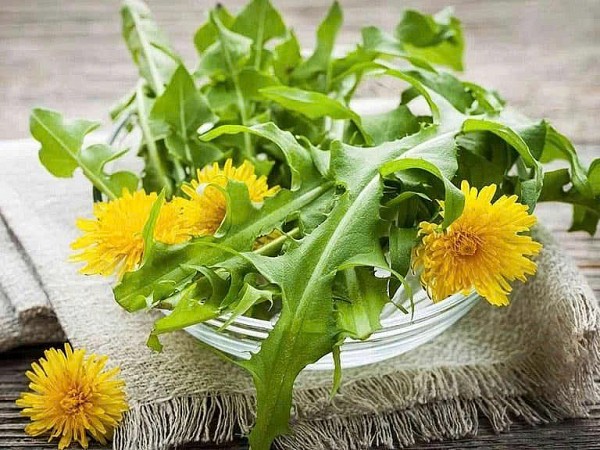 Rau bồ công anh – Vị thuốc dân gian giúp thanh lọc cơ thể và bảo vệ thận