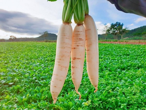 Củ cải đường – Thực phẩm bổ dưỡng nhưng cần thận trọng với người bị sỏi thận