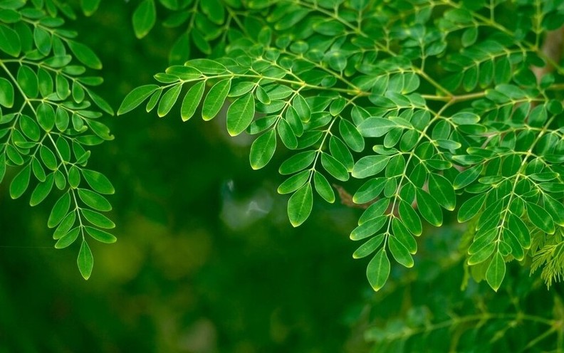 Bài 1: Tác dụng của trà chùm ngây – Thức uống xanh cho sức khỏe vàng