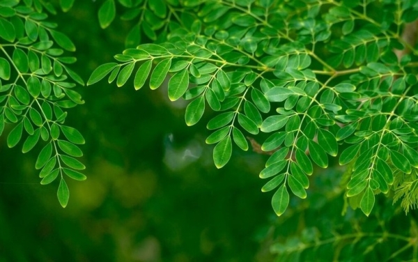 Bài 1: Tác dụng của trà chùm ngây – Thức uống xanh cho sức khỏe vàng