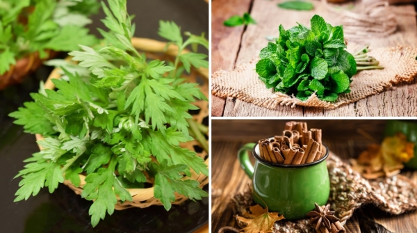 Thảo dược nên dùng trong mùa lạnh: Bí quyết bảo vệ sức khỏe theo y học cổ truyền