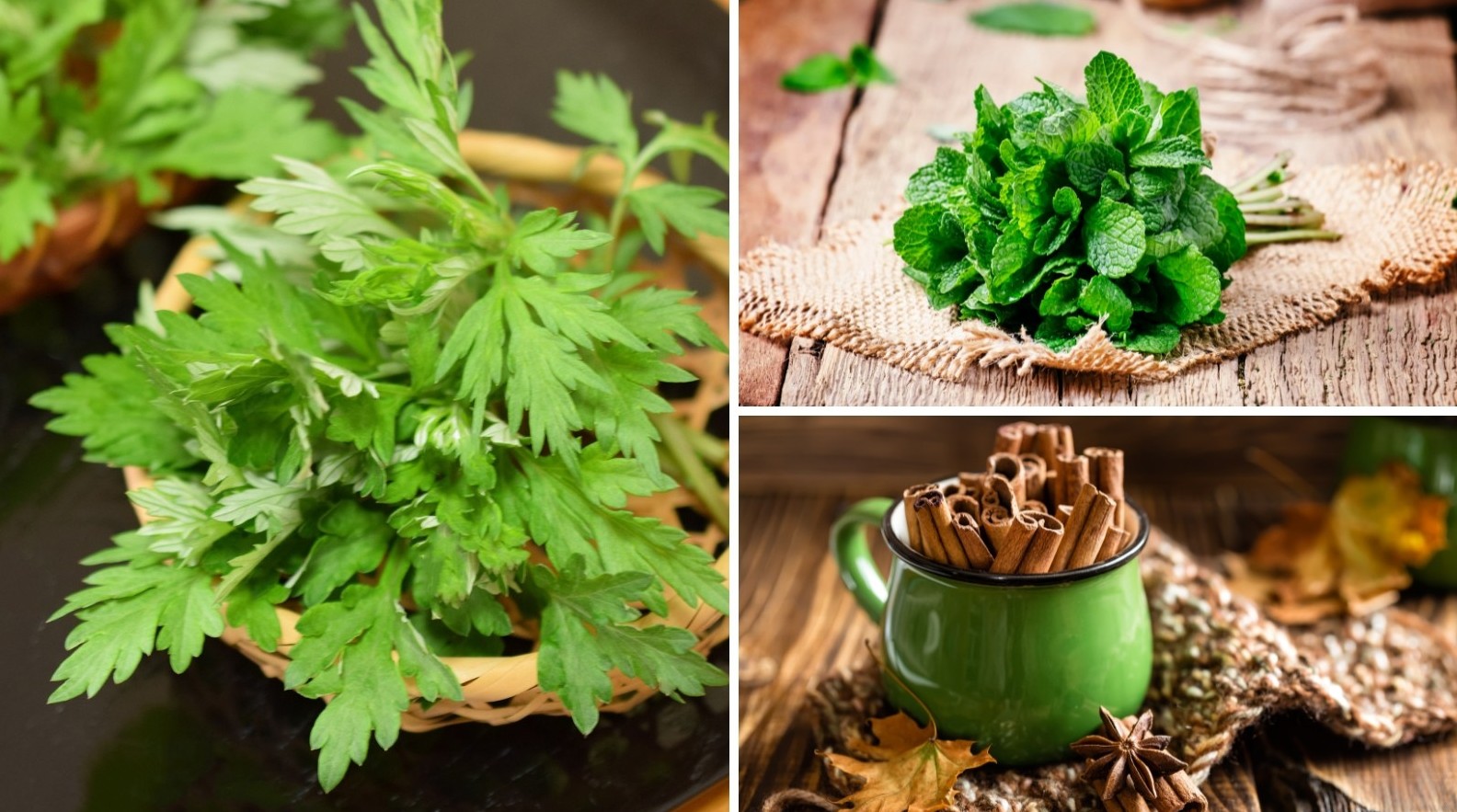 Thảo dược nên dùng trong mùa lạnh: Bí quyết bảo vệ sức khỏe theo y học cổ truyền