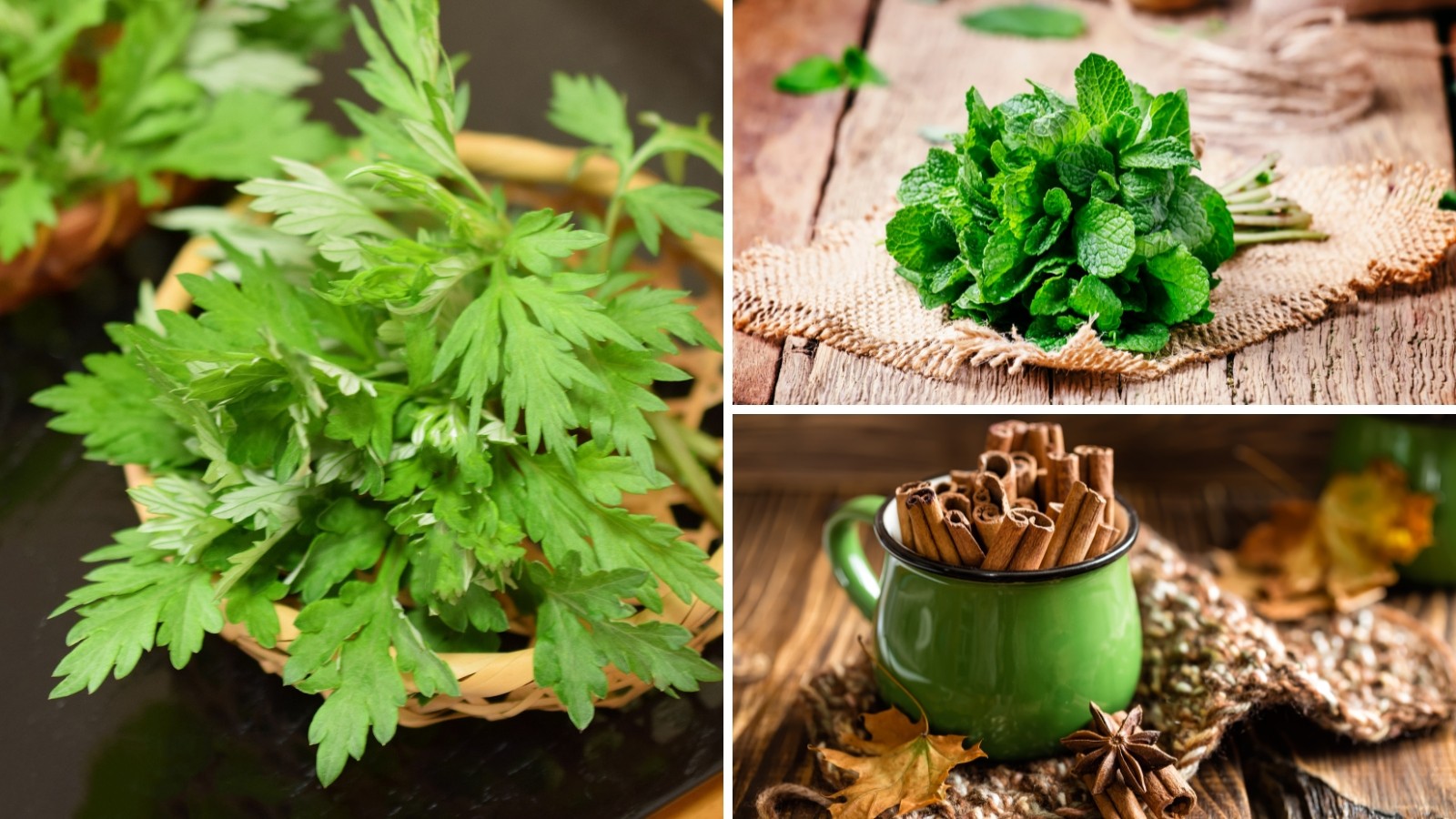 Thảo dược nên dùng trong mùa lạnh – Bảo vệ sức khỏe theo y học cổ truyền