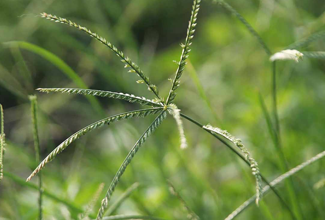 [E-Magazine] Cỏ mần trầu: Dược liệu dân dã với nhiều lợi ích sức khỏe