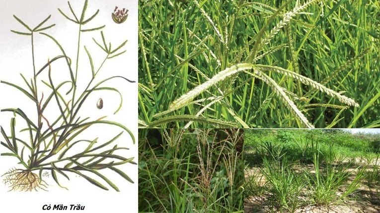 [E-Magazine] Cỏ mần trầu: Dược liệu dân dã với nhiều lợi ích sức khỏe