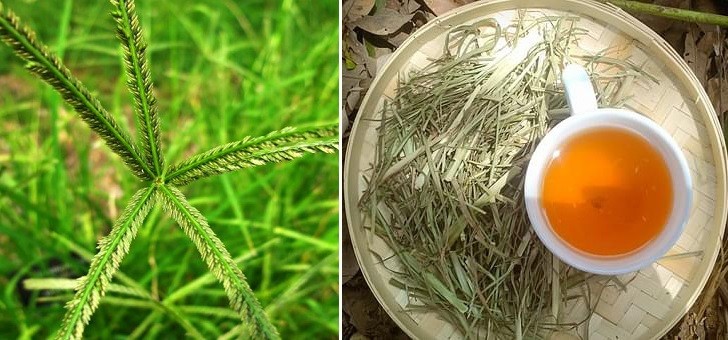 [E-Magazine] Cỏ mần trầu: Dược liệu dân dã với nhiều lợi ích sức khỏe