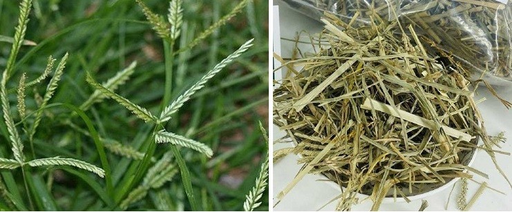 [E-Magazine] Cỏ mần trầu: Dược liệu dân dã với nhiều lợi ích sức khỏe