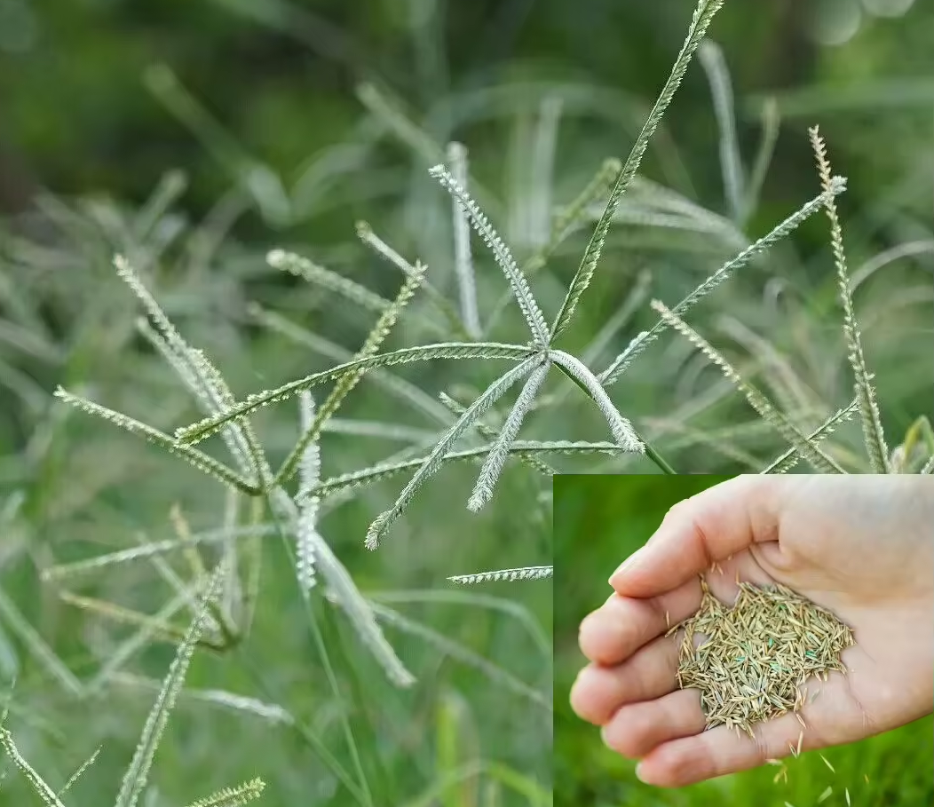 [E-Magazine] Cỏ mần trầu: Dược liệu dân dã với nhiều lợi ích sức khỏe