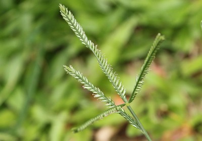 [E-Magazine] Cỏ mần trầu: Dược liệu dân dã với nhiều lợi ích sức khỏe