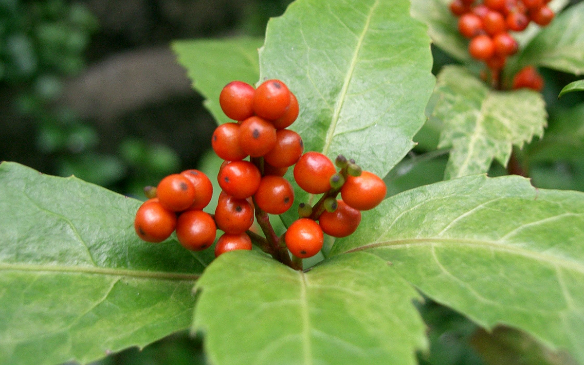 Các bài thuốc nam hỗ trợ điều trị bệnh gout hiệu quả Các bài thuốc nam hỗ trợ điều trị bệnh gout hiệu quả