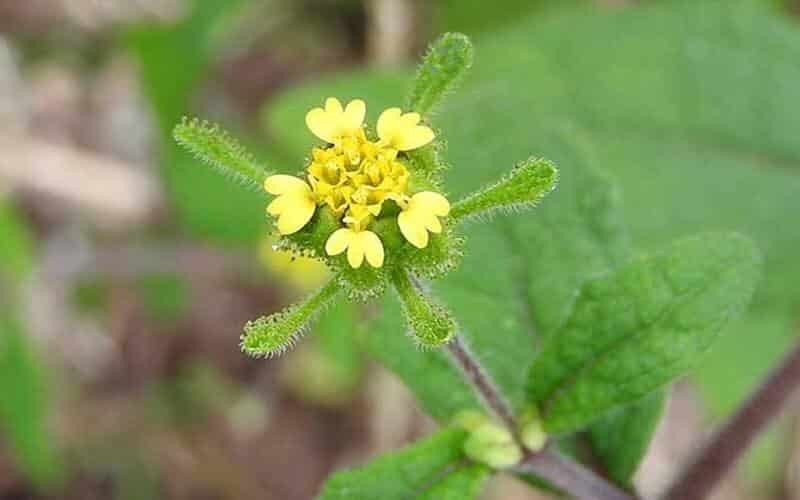 Các bài thuốc nam hỗ trợ điều trị bệnh gout hiệu quả Các bài thuốc nam hỗ trợ điều trị bệnh gout hiệu quả