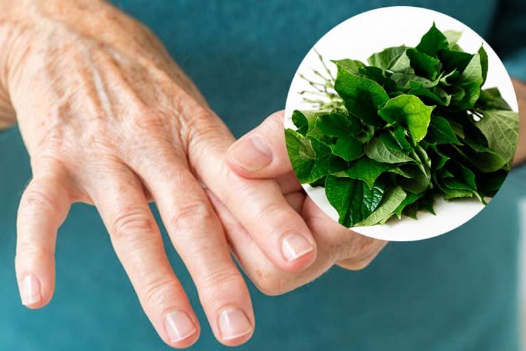 Các bài thuốc nam hỗ trợ điều trị bệnh gout hiệu quả Các bài thuốc nam hỗ trợ điều trị bệnh gout hiệu quả