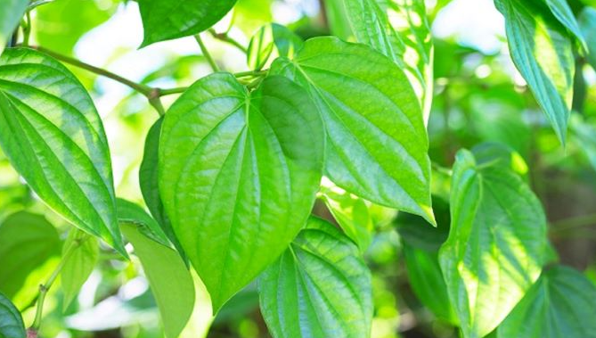 Các bài thuốc nam hỗ trợ điều trị bệnh gout hiệu quả Các bài thuốc nam hỗ trợ điều trị bệnh gout hiệu quả