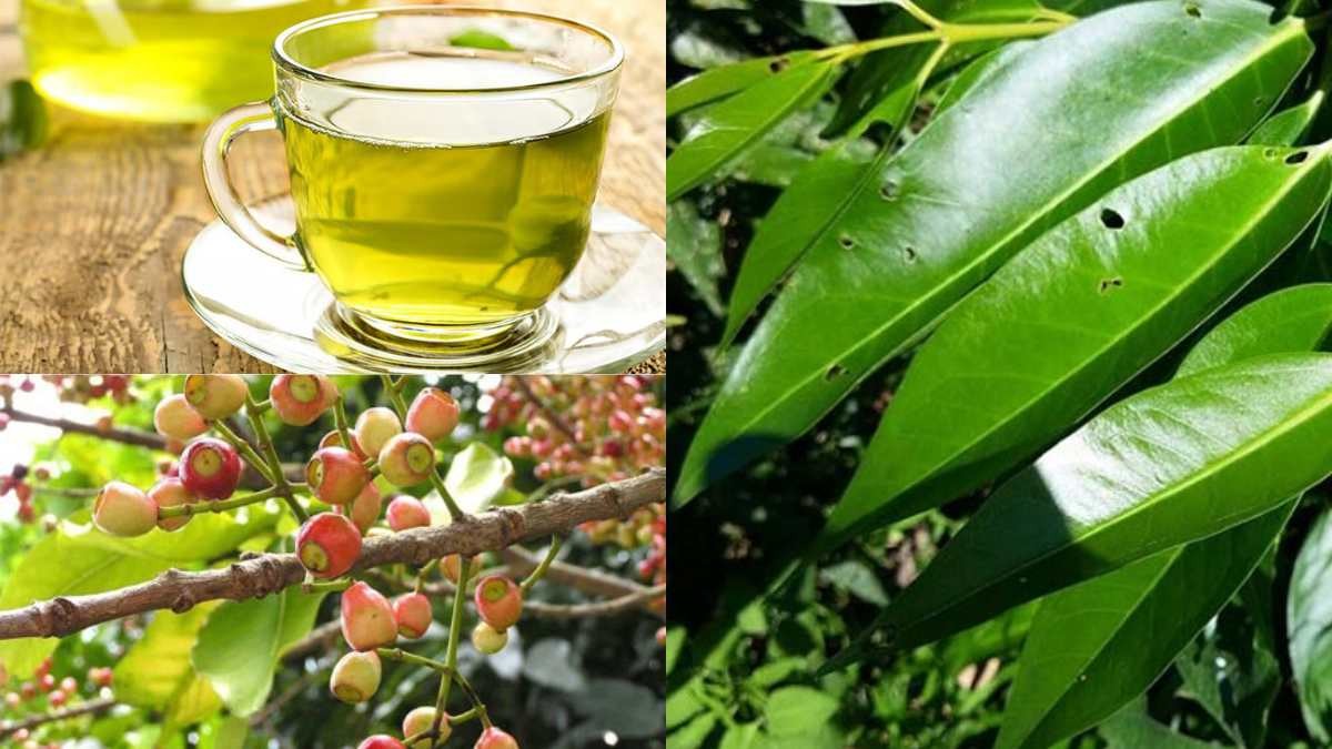 Các bài thuốc nam hỗ trợ điều trị bệnh gout hiệu quả Các bài thuốc nam hỗ trợ điều trị bệnh gout hiệu quả