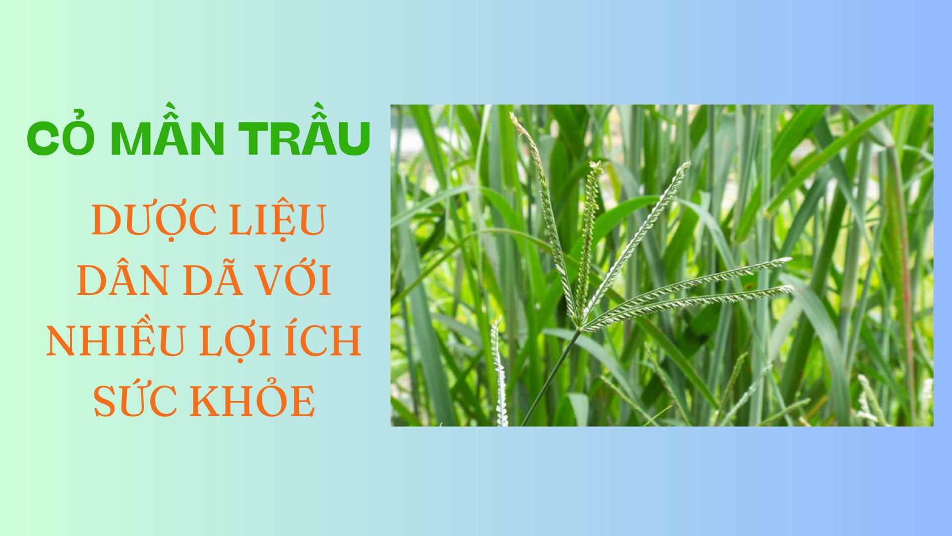 [E-Magazine] Cỏ mần trầu: Dược liệu dân dã với nhiều lợi ích sức khỏe
