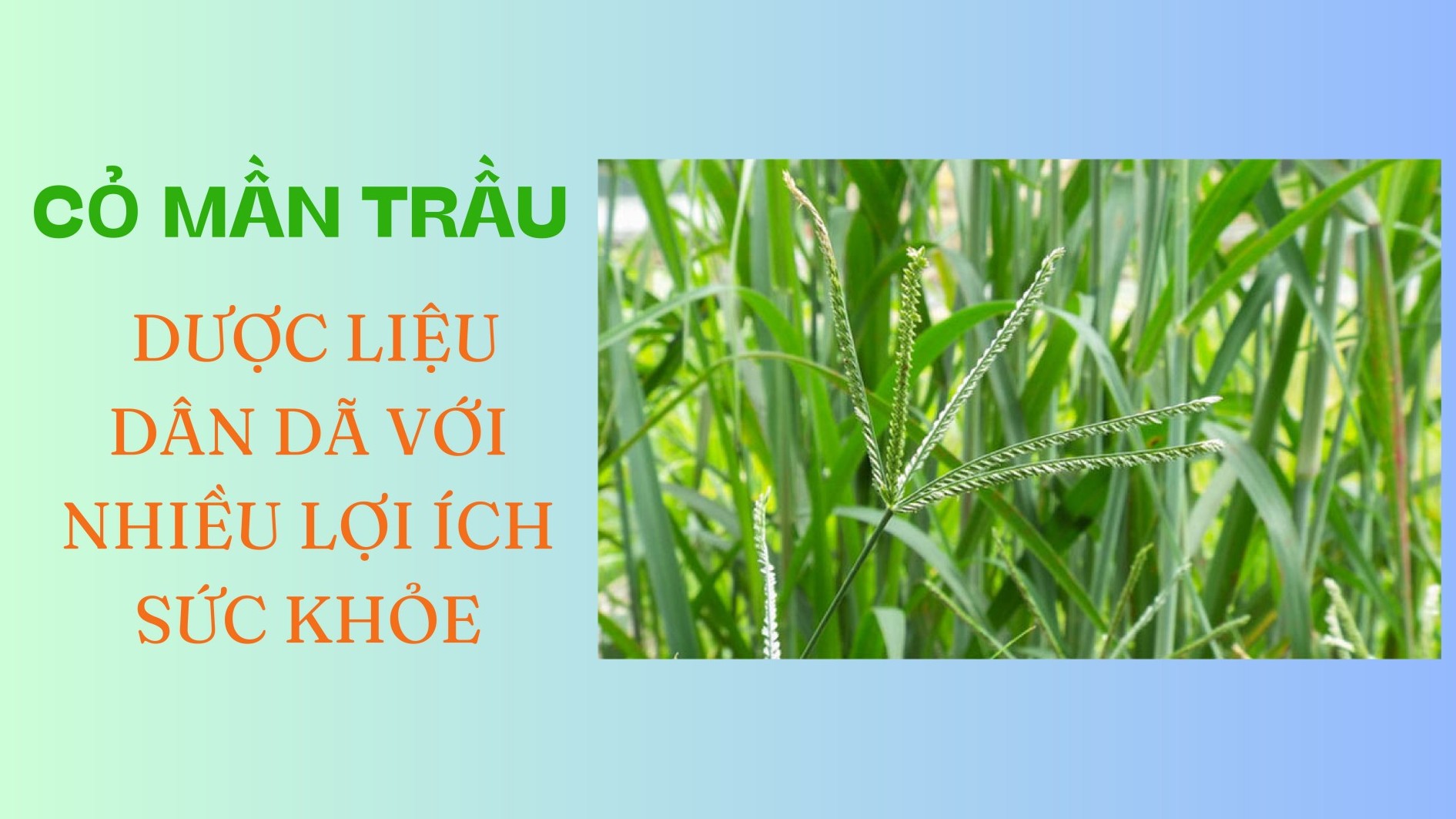 [E-Magazine] Cỏ mần trầu: Dược liệu dân dã với nhiều lợi ích sức khỏe
