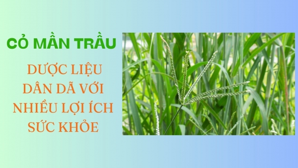 [E-Magazine] Cỏ mần trầu: Dược liệu dân dã với nhiều lợi ích sức khỏe