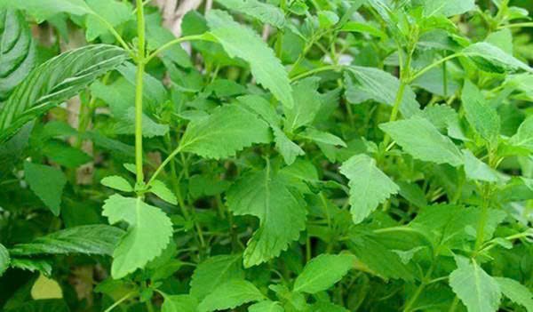 Rau kinh giới hiệu quả trong việc giảm triệu chứng cảm lạnh Rau kinh giới hiệu quả trong việc giảm triệu chứng cảm lạnh