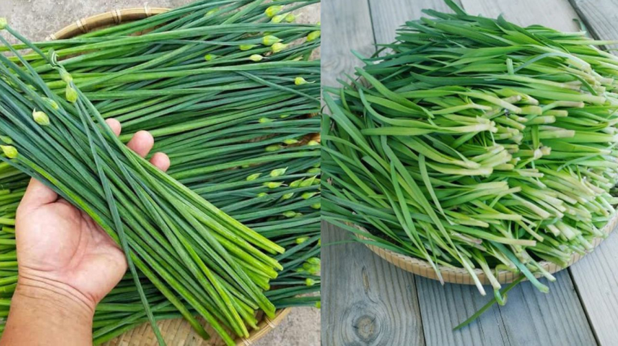 Kỳ 3: Lá hẹ giúp sáng mắt, kiểm soát tiểu đường và những lưu ý khi sử dụng