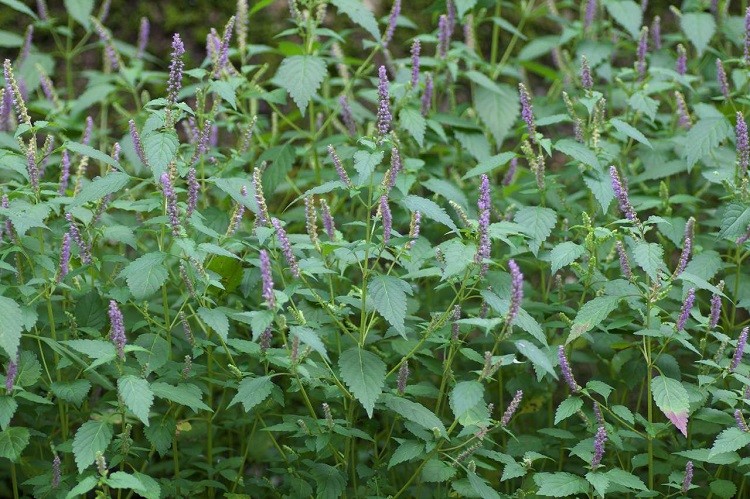 Kỳ 3: Bí quyết làm đẹp từ cây kinh giới – Dưỡng da, trị mụn và chăm sóc sắc đẹp tự nhiên