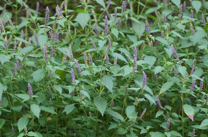 Kỳ 3: Bí quyết làm đẹp từ cây kinh giới – Dưỡng da, trị mụn và chăm sóc sắc đẹp tự nhiên