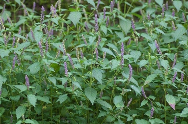 Kỳ 3: Bí quyết làm đẹp từ cây kinh giới – Dưỡng da, trị mụn và chăm sóc sắc đẹp tự nhiên