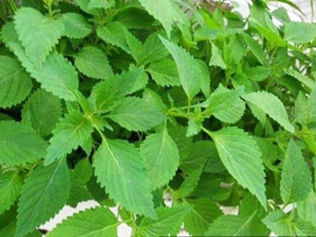 Rau kinh giới có đặc điểm hình thái khá dễ nhận biết Rau kinh giới có đặc điểm hình thái khá dễ nhận biết