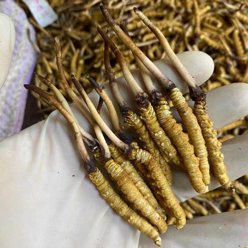 Y học cổ truyền phòng ngừa suy giảm trí nhớ