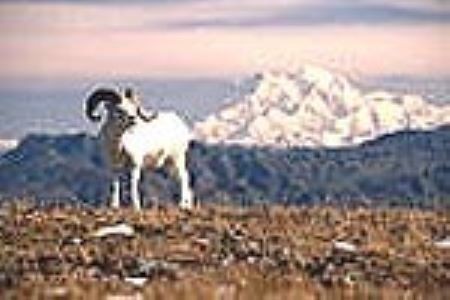 Y học cổ truyền phòng ngừa suy giảm trí nhớ