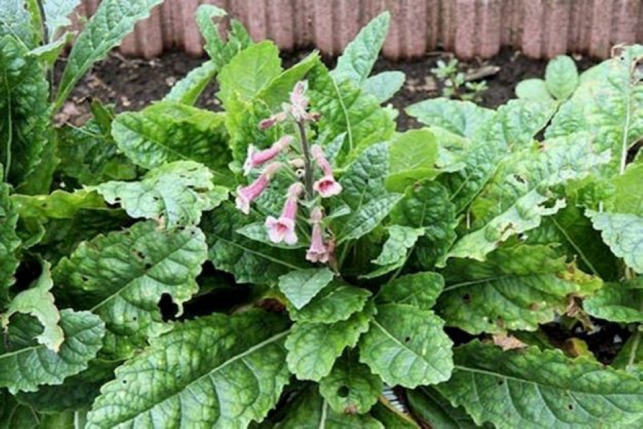 Y học cổ truyền phòng ngừa suy giảm trí nhớ