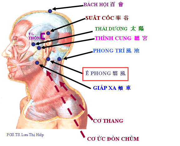 Y học cổ truyền phòng ngừa suy giảm trí nhớ