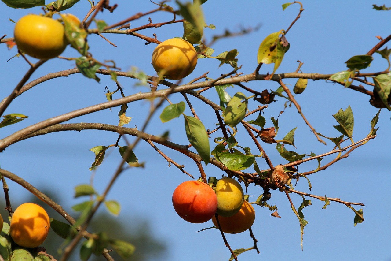 Những ai không nên ăn quả hồng - Cẩn trọng với “món quà mùa thu” Những ai không nên ăn quả hồng - Cẩn trọng với “món quà mùa thu”