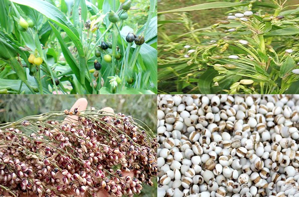 Ý dĩ - “Ngọc mạch” trong kho tàng dược liệu cổ truyền