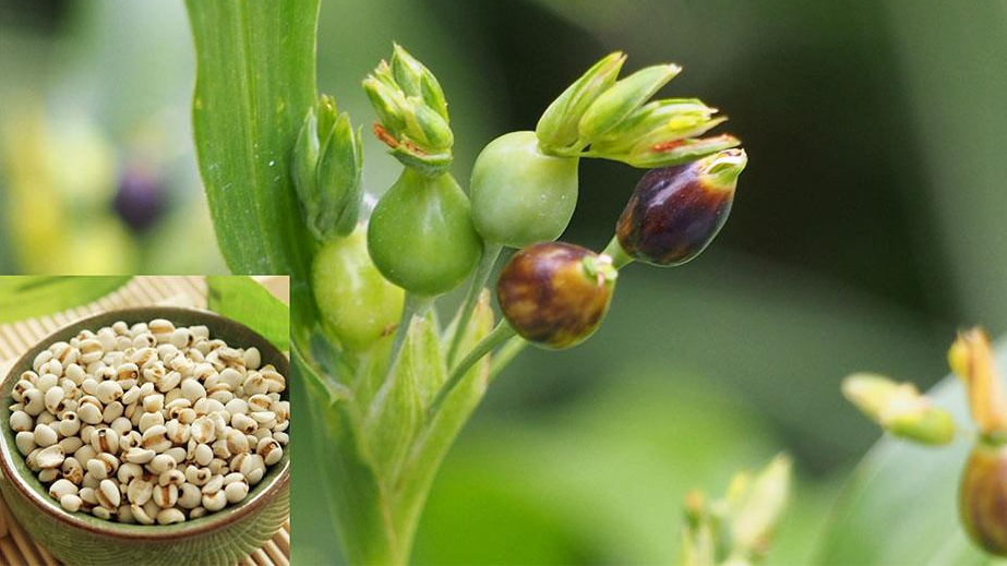 Ý dĩ – “Ngọc mạch” trong kho tàng dược liệu cổ truyền