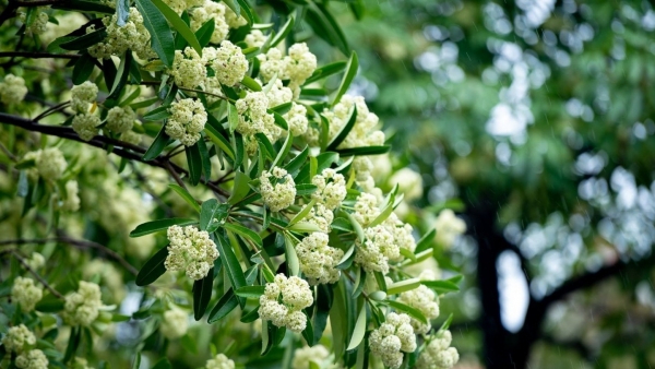 Dự báo thời tiết ngày 5/11/2025: Bắc Bộ đêm và sáng trời rét, trưa chiều hửng nắng