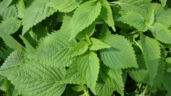 Kỳ 1: Cây kinh giới – Rau gia vị quen thuộc, vị thuốc quý trong dân gian