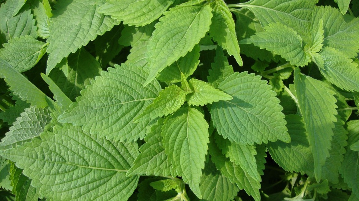 Kỳ 1: Cây kinh giới – Rau gia vị quen thuộc, vị thuốc quý trong dân gian