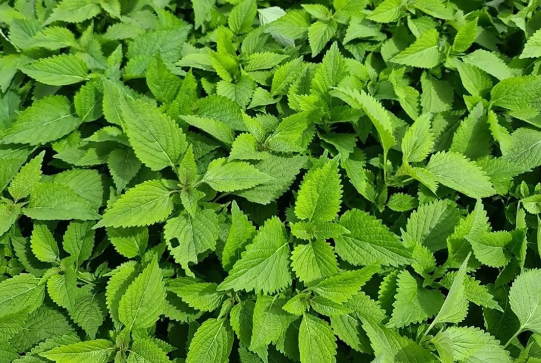 Kỳ 2: Những bài thuốc dân gian từ cây kinh giới – Từ chữa cảm cúm, hạ sốt đến làm đẹp da