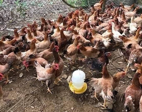 Lâm Đồng: Ngành Y tế  tăng cường phòng, chống bệnh cúm gia cầm lây sang người