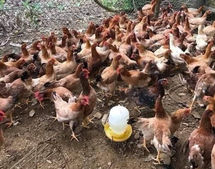 Lâm Đồng: Ngành Y tế tăng cường phòng, chống bệnh cúm gia cầm lây sang người Lâm Đồng: Ngành Y tế tăng cường phòng, chống bệnh cúm gia cầm lây sang người