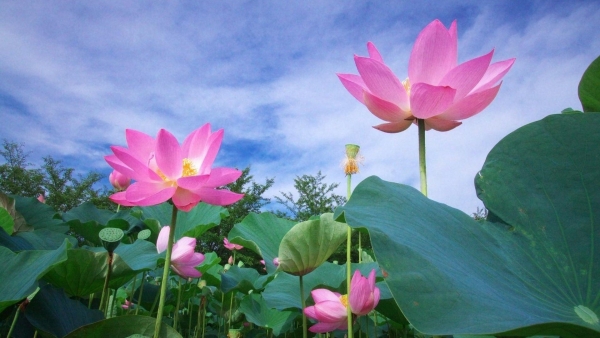 Dự báo thời tiết ngày 7/11/2025: Bắc Bộ có mưa rào rải rác và dông